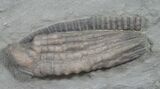 Detailed Halysiocrinus Crinoid Fossil - Crawfordsville #8398-2